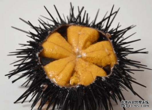 樣子很丑的4種海鮮，味道卻好到讓人“上癮”, 可惜識(shí)貨的人不多
