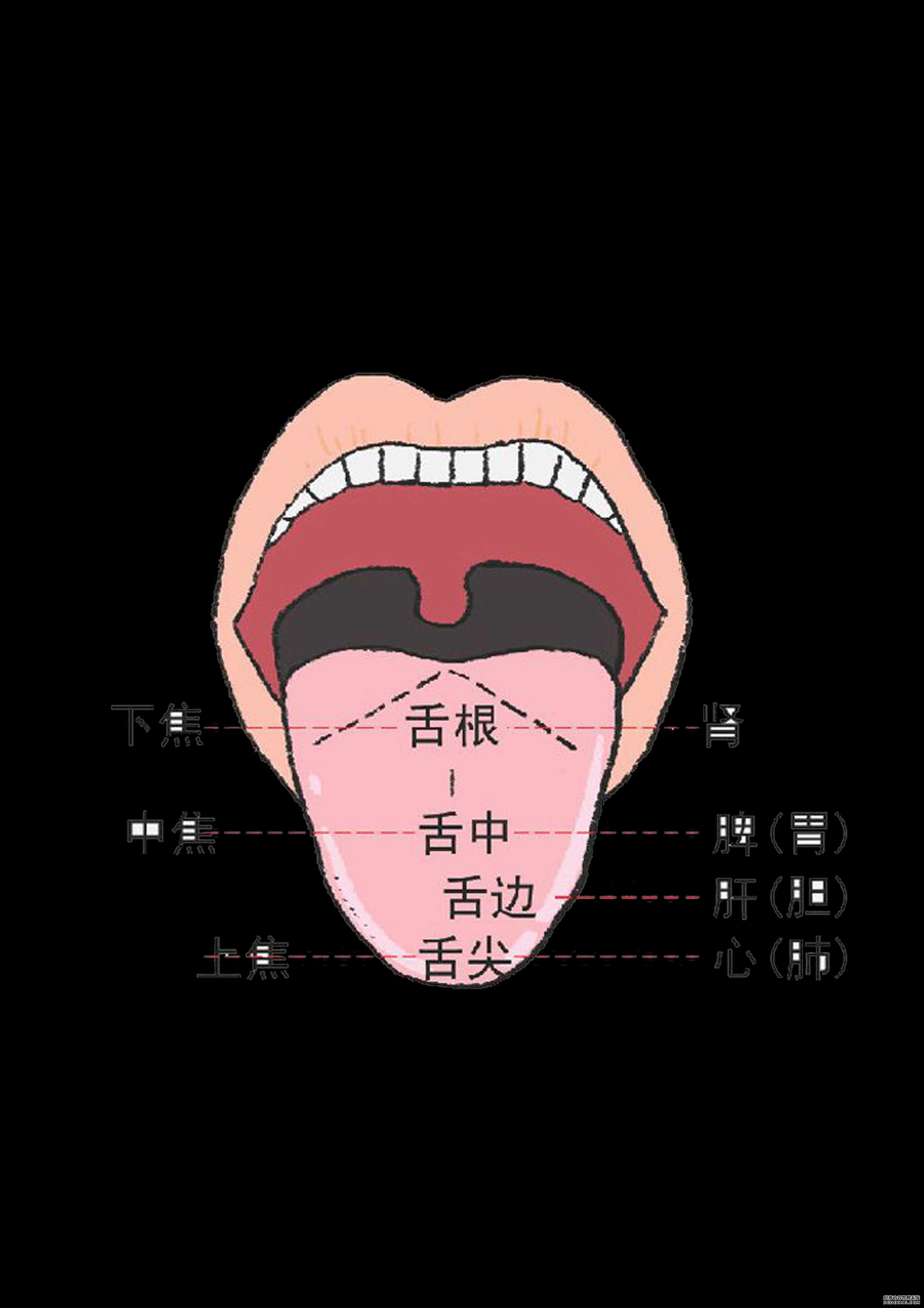 通過舌診，窺探身體的秘密
